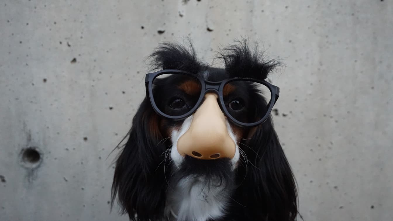 (c) Braydon Anderson | Unsplash Fasching Hund