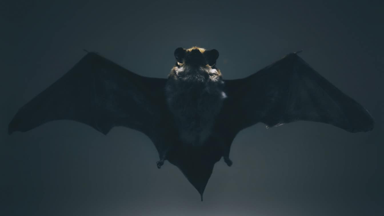 https://unsplash.com/photos/fC2bnCRAvvY Wiener Gerichte