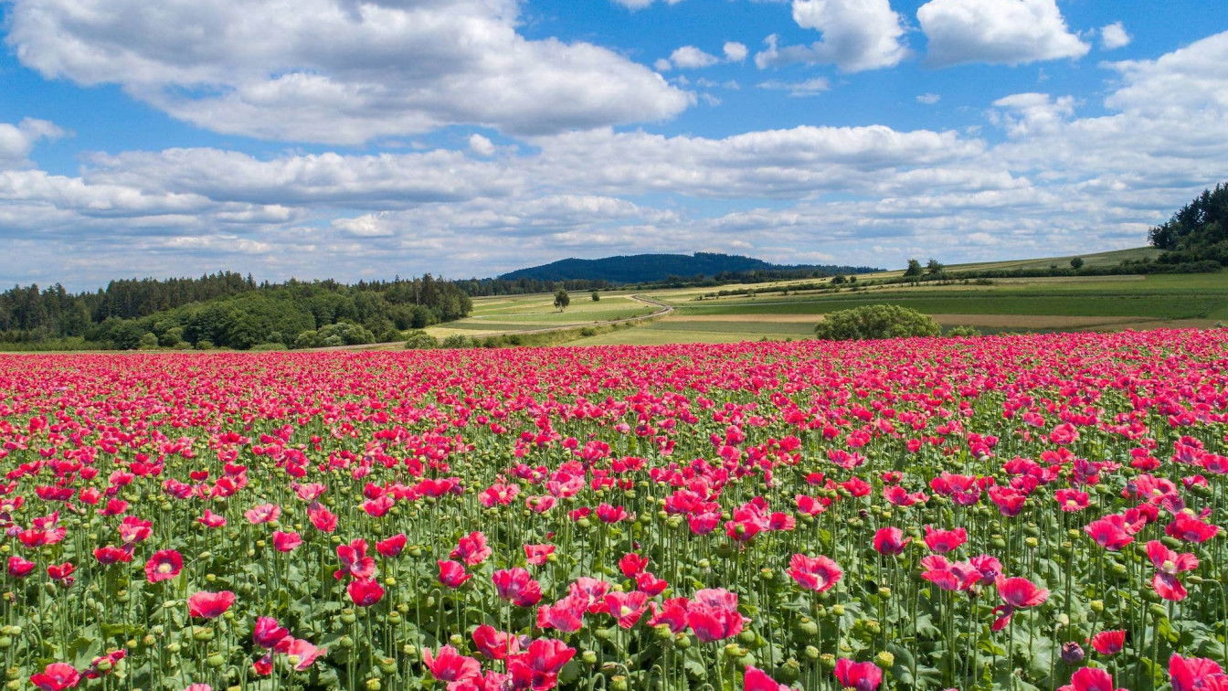 (c) Andreas Tischler | Netzwerk Kulinarik mohn Hier ist ein Mohnfeld zu sehen