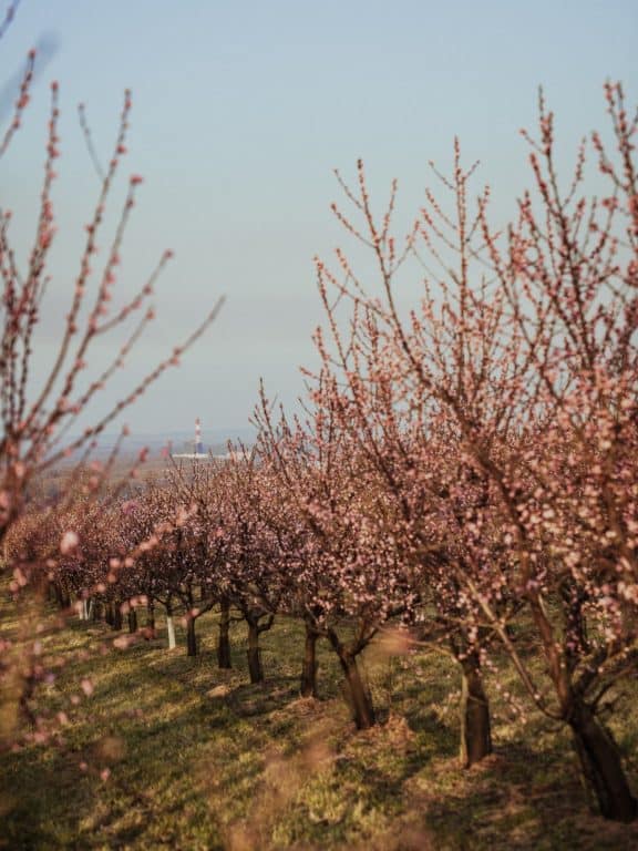 Marillenblüte in Angern in der Wachau (c) Katharina Tesch | 1000things