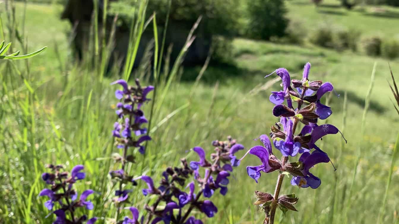 Frühlingsblumen