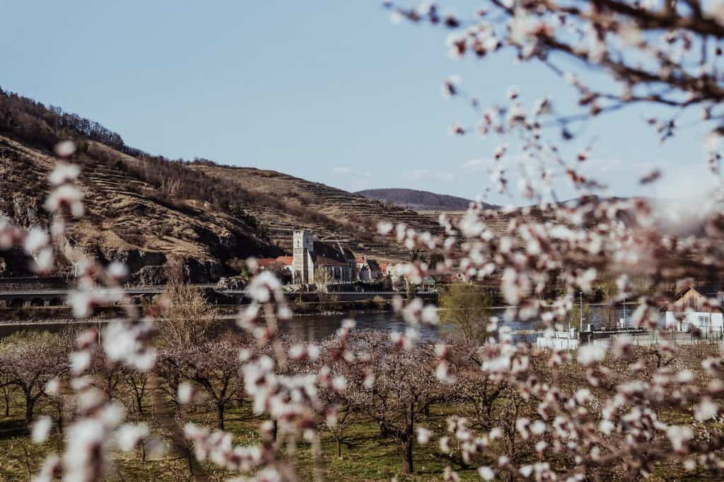 Die blühenden Marillenblüten und Marillenbäume in der Wachau bei Mitterarnsdorf