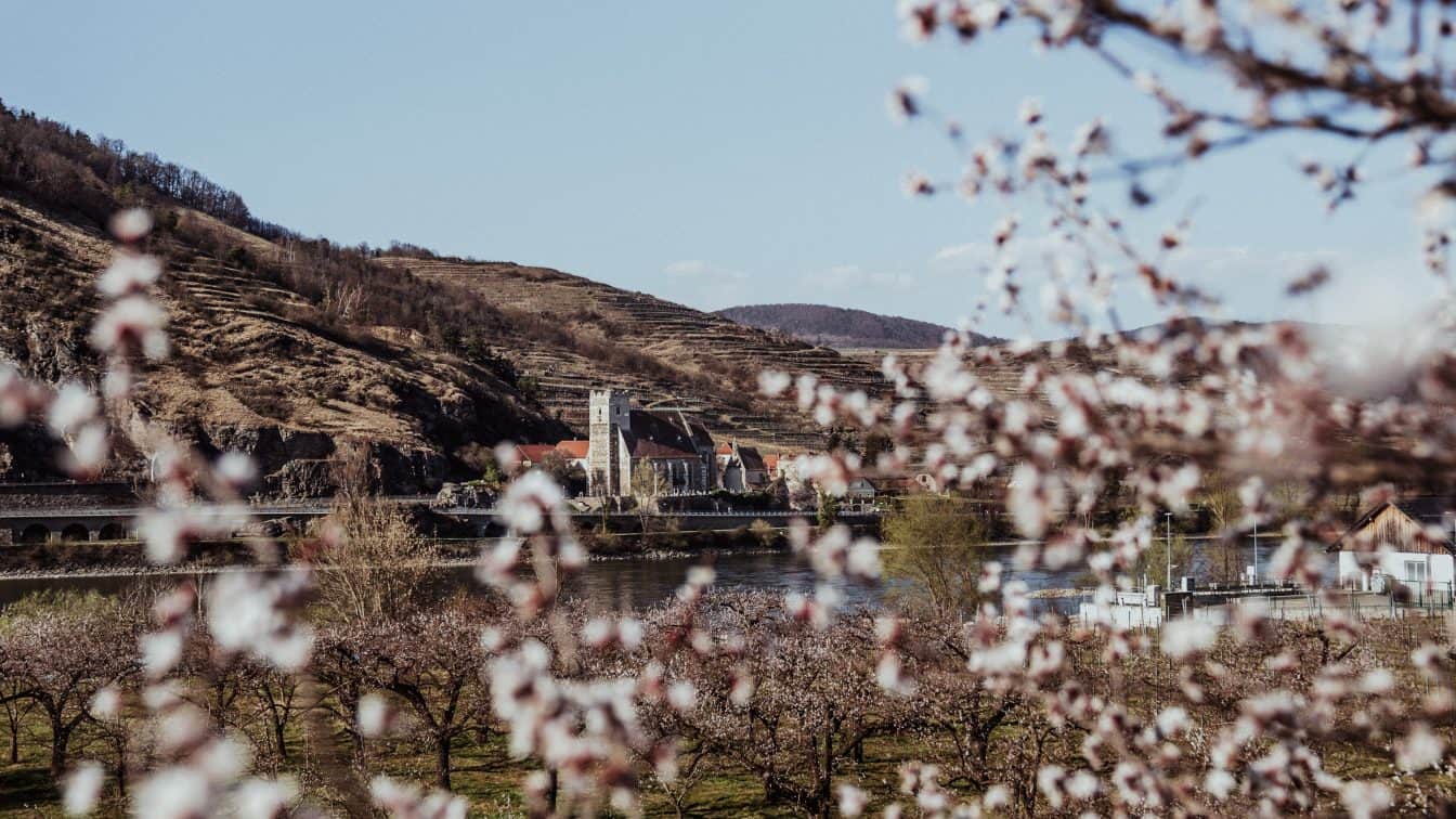 Die Marillenblüte in der Wachau bei Mitterarnsdorf (c) Katharina Tesch | 1000things Die Marillenblüte in der Wachau bei Mitterarnsdorf (c) Katharina Tesch | 1000things