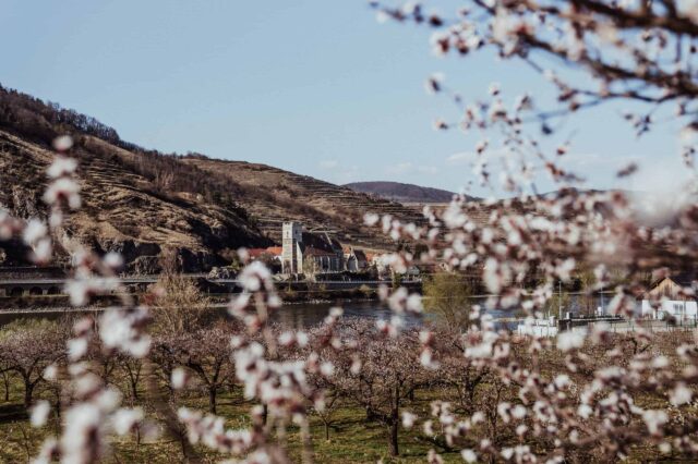 Die blühenden Marillenblüten und Marillenbäume in der Wachau bei Mitterarnsdorf