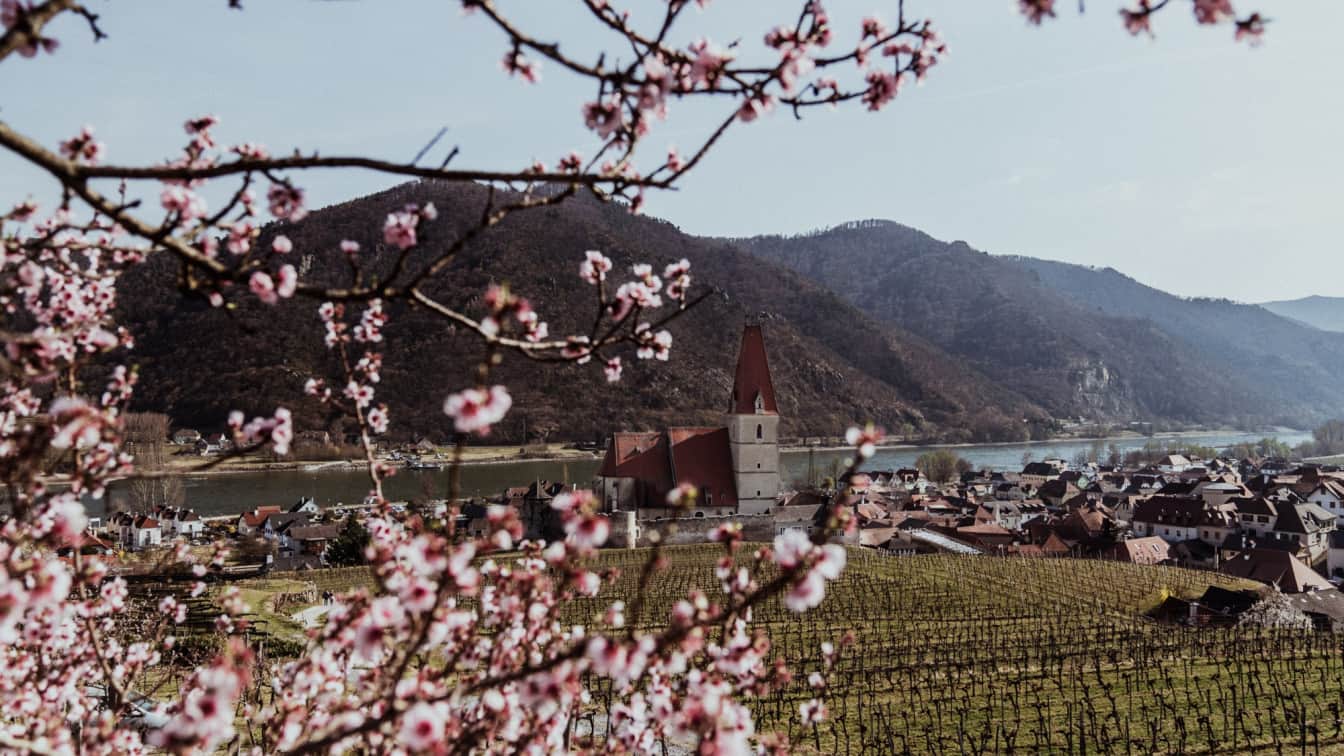 Marillenblüte in Weißenkirchen in der Wachau (c) Katharina Tesch | 1000things Marillenblüte in Weißenkirchen in der Wachau (c) Katharina Tesch | 1000things