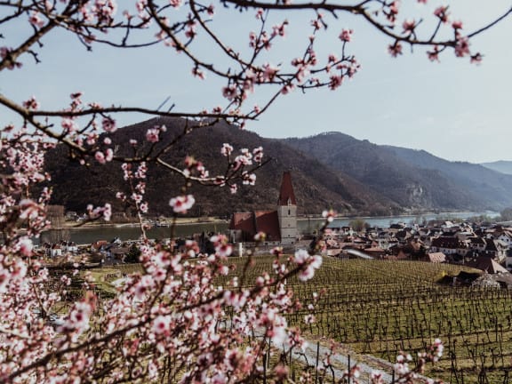 Marillenblüte in Weißenkirchen in der Wachau (c) Katharina Tesch | 1000things