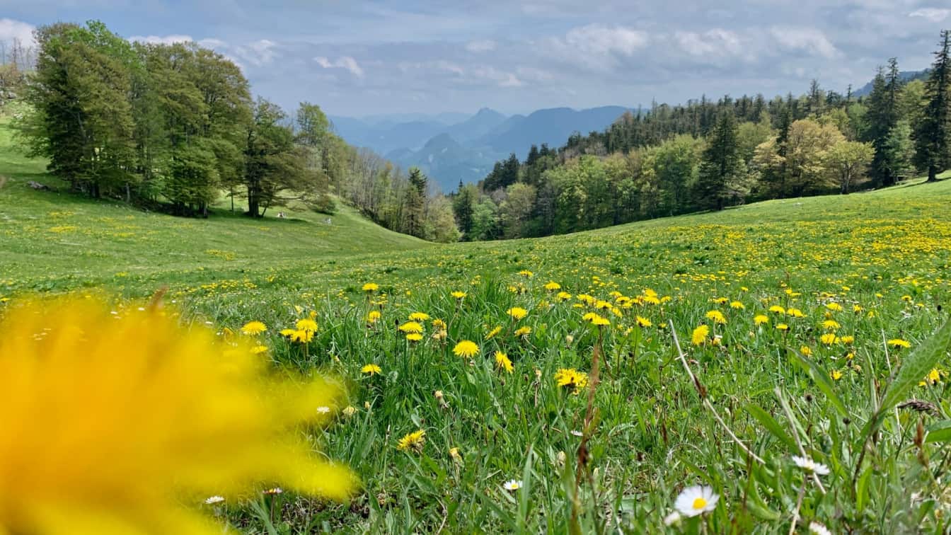 Blumenwiese in Oberösterreich (c) Julia Maiss | 1000things Blumenwiese in Oberösterreich (c) Julia Maiss | 1000things
