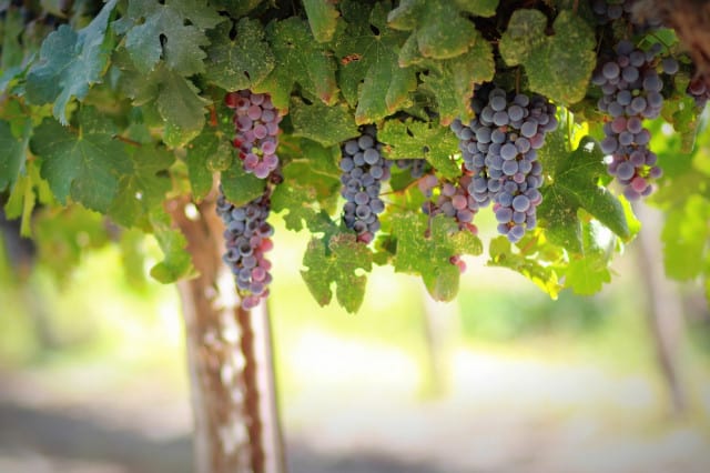 Weinrebe