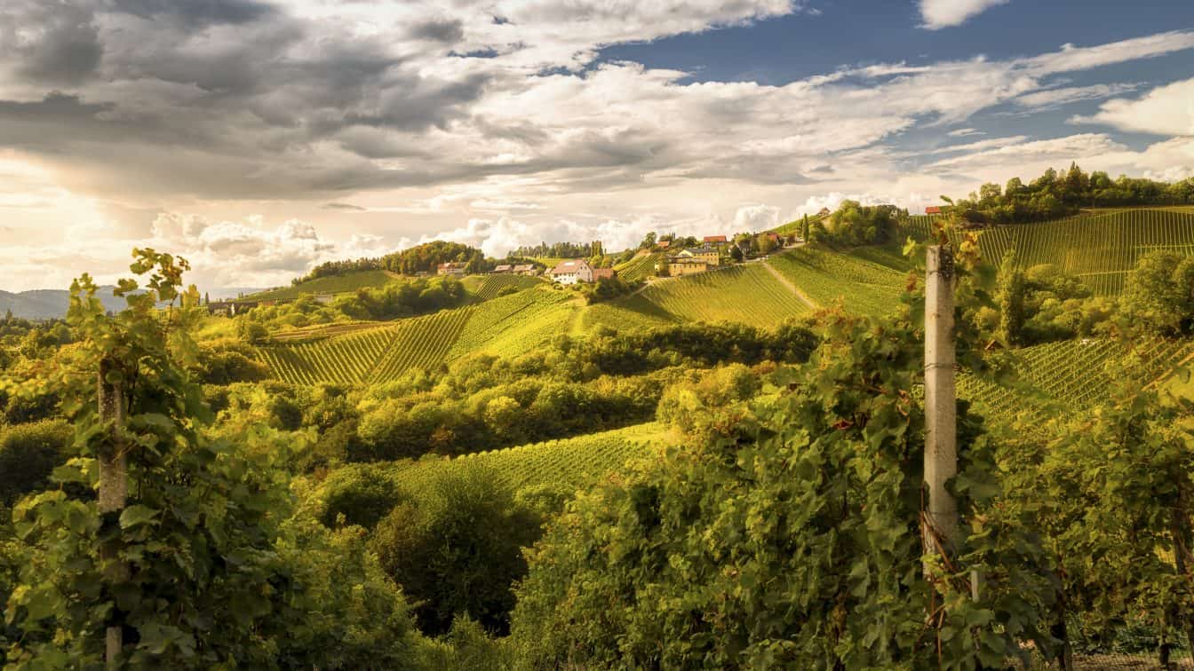 (c) Steiermark Tourismus | Wolfgang Jauk Südsteiermark Hügel Wein