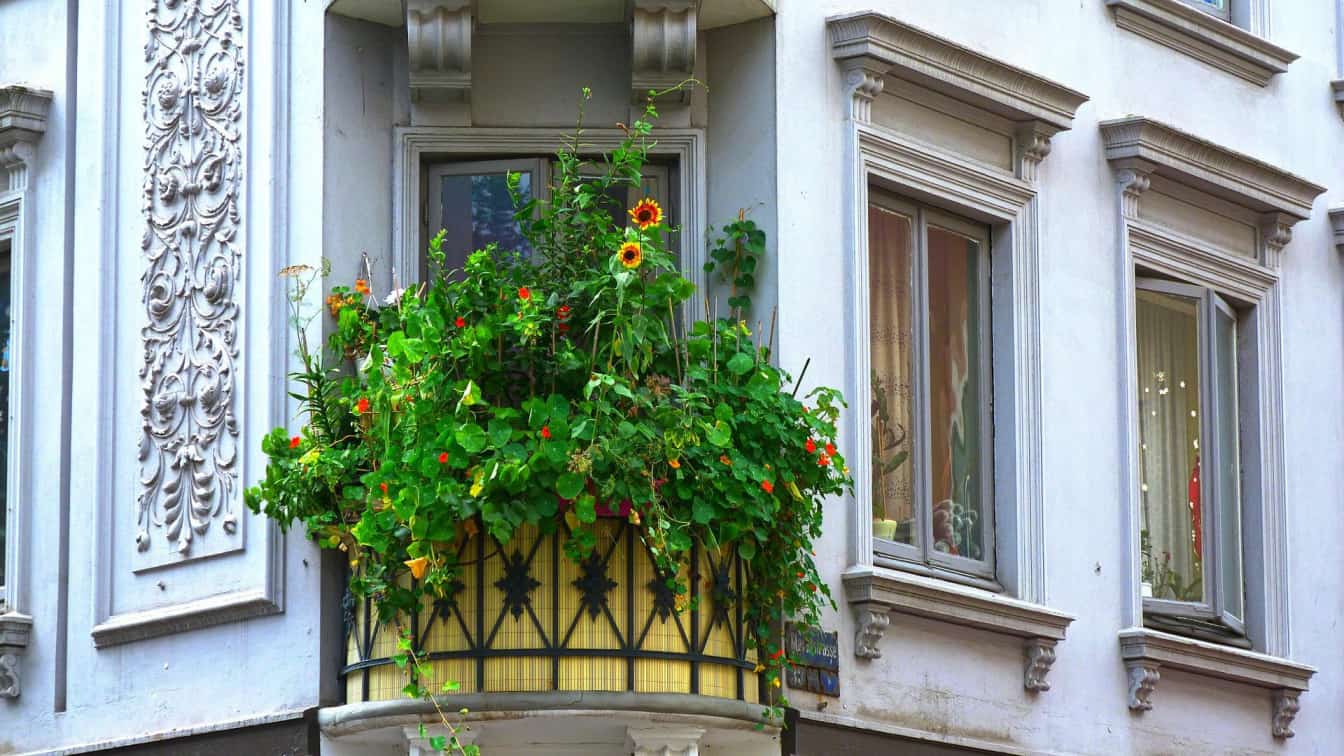 (c) Pixabay Pflanzen auf dem Balkon
