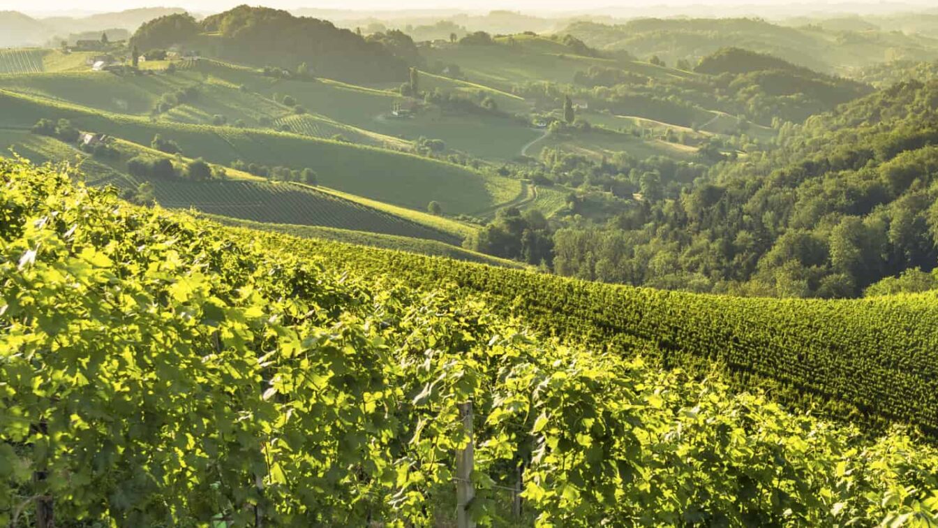 (c) Wolfgang Jauk | Steiermark Tourismus Tipps für die Südsteiermark