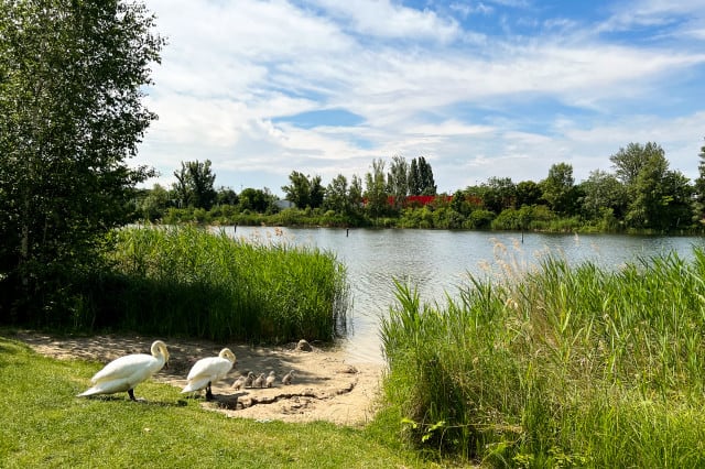 Badeplätze Wien Strombucht