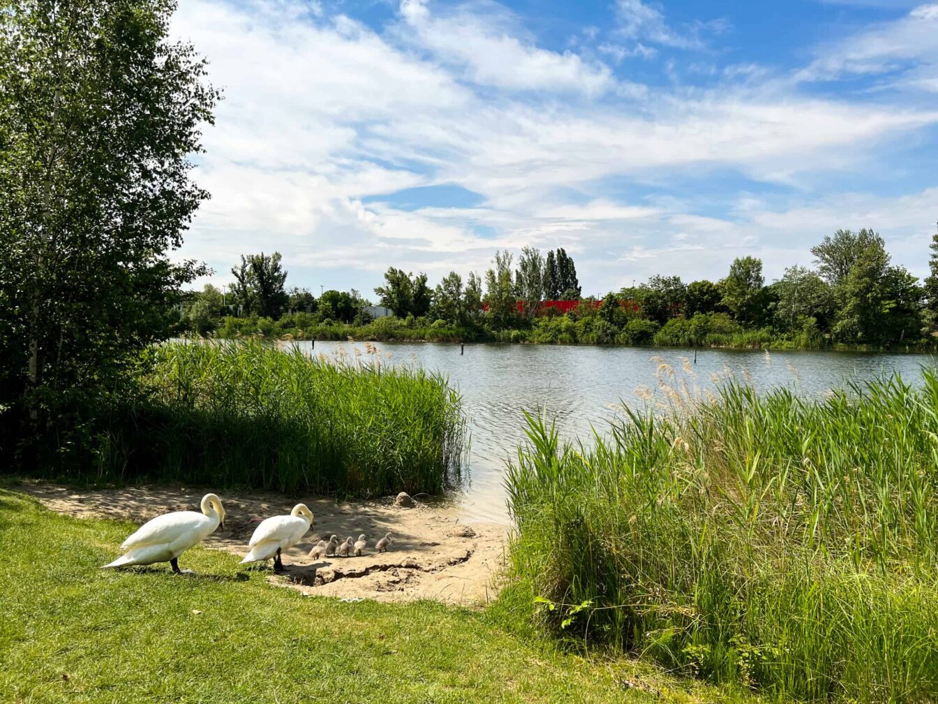 Naturbadeplätze Wien Strombucht