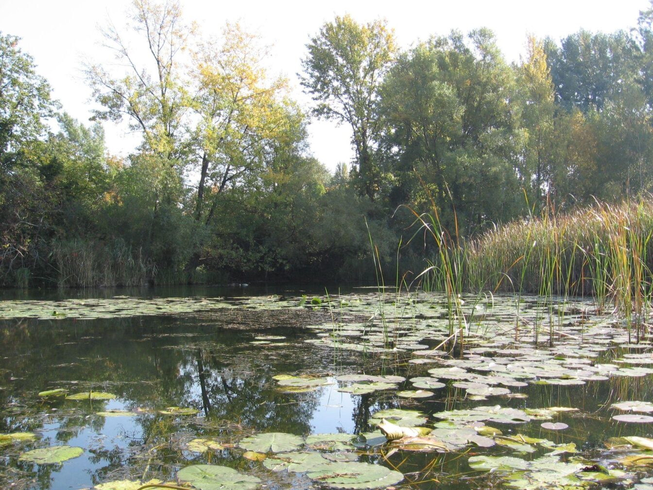 ein Gewässer mit Schilf und Bäumen rundherum beim Oberen Mühlwasser in Wien Donaustadt