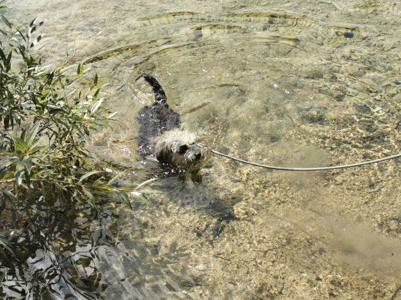 Erlaufsee Hund