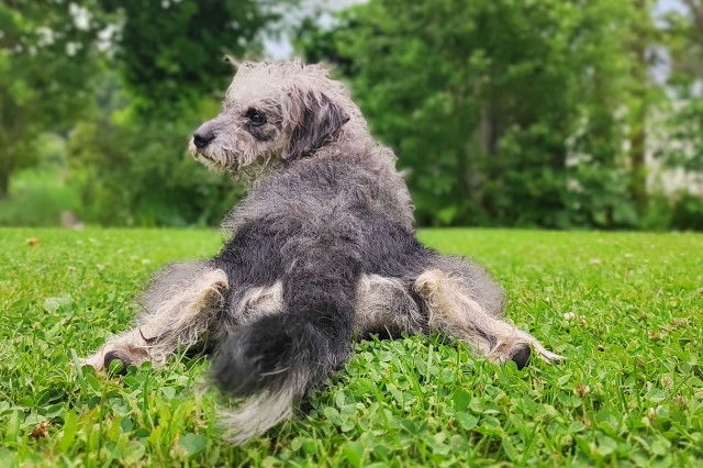 Ausflüge Hund Wien