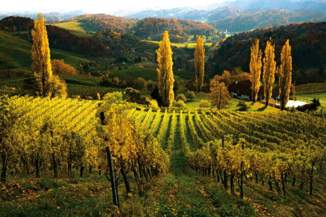 Weinwandern Steiermark