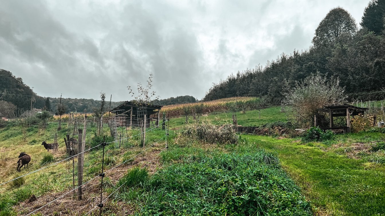 Schafe sorgen dafür, dass das Gras nicht zu hoch wird. (c) Julia Riedesser | 1000things Edelsgraben
