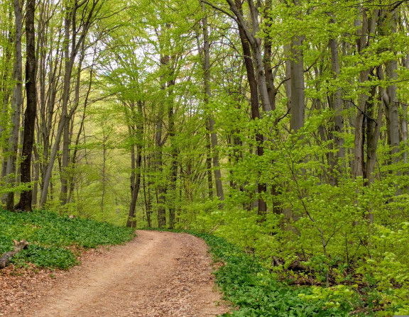 Wienerwald