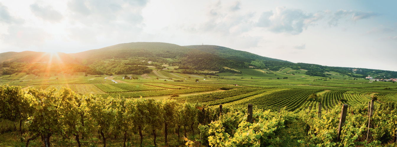 Gumpoldskirchen Weinberge