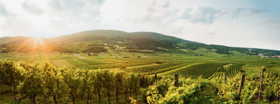 Gumpoldskirchen Weinberge
