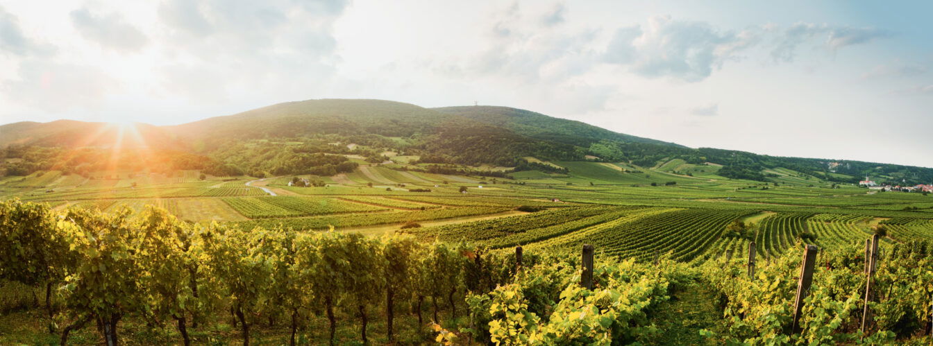 Gumpoldskirchen Weinberge