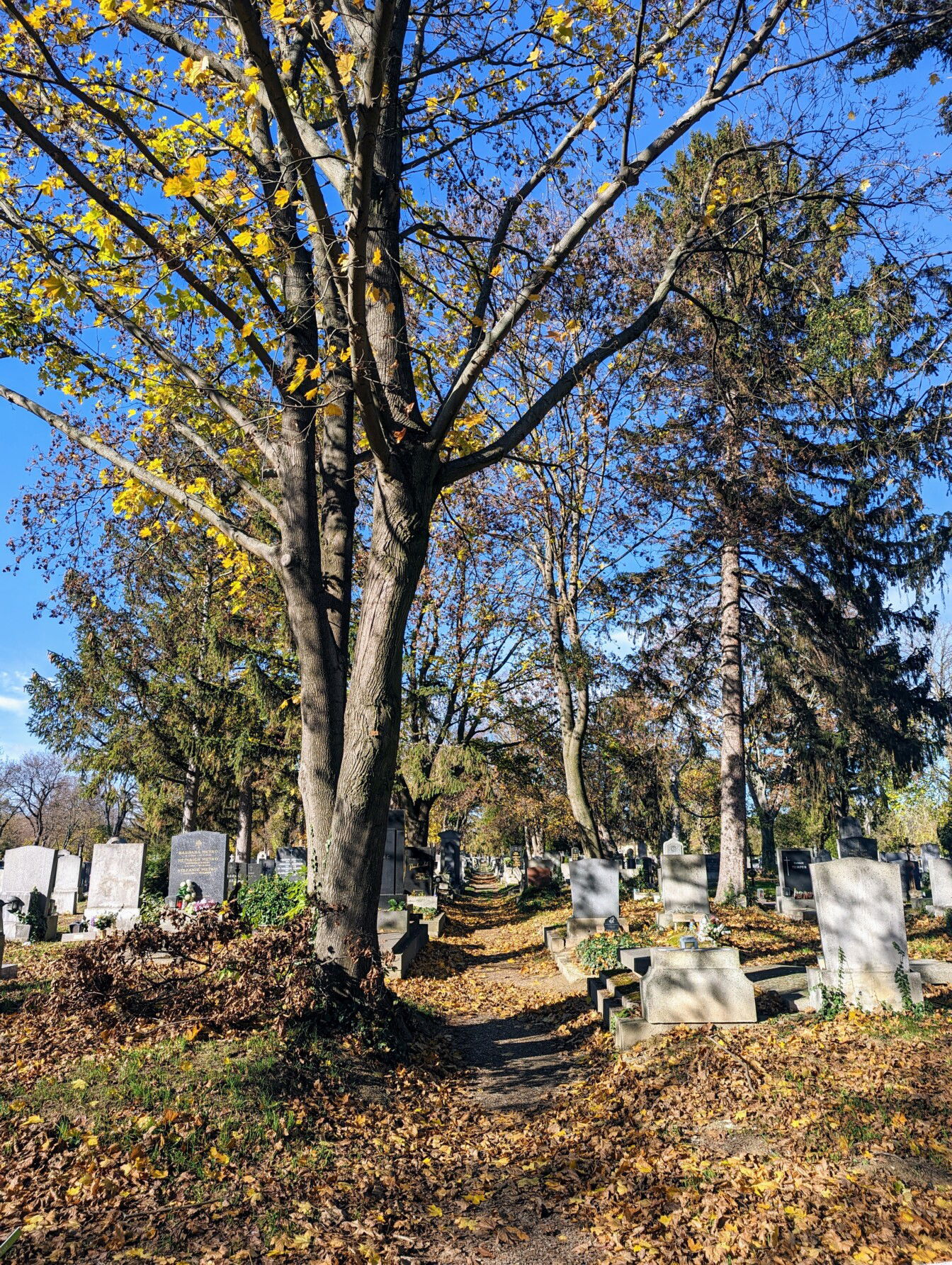 Zentralfriedhof Wien Herbst