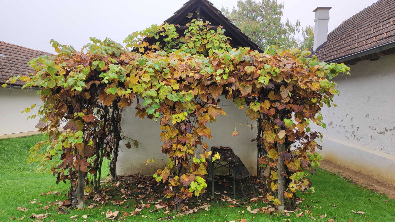 Kellerviertel Heiligenbrunn (c) Viktoria Klimpfinger | 1000things Herbst Burgenland
