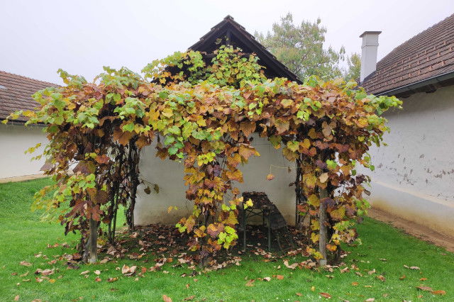 Herbst Burgenland