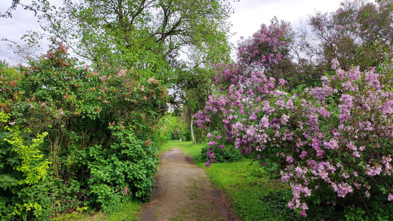 (c) Viktoria Klimpfinger Flieder Frühling Friedhof St. Marx