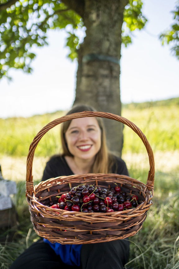 Kirschen Genussquelle Breitenbrunn