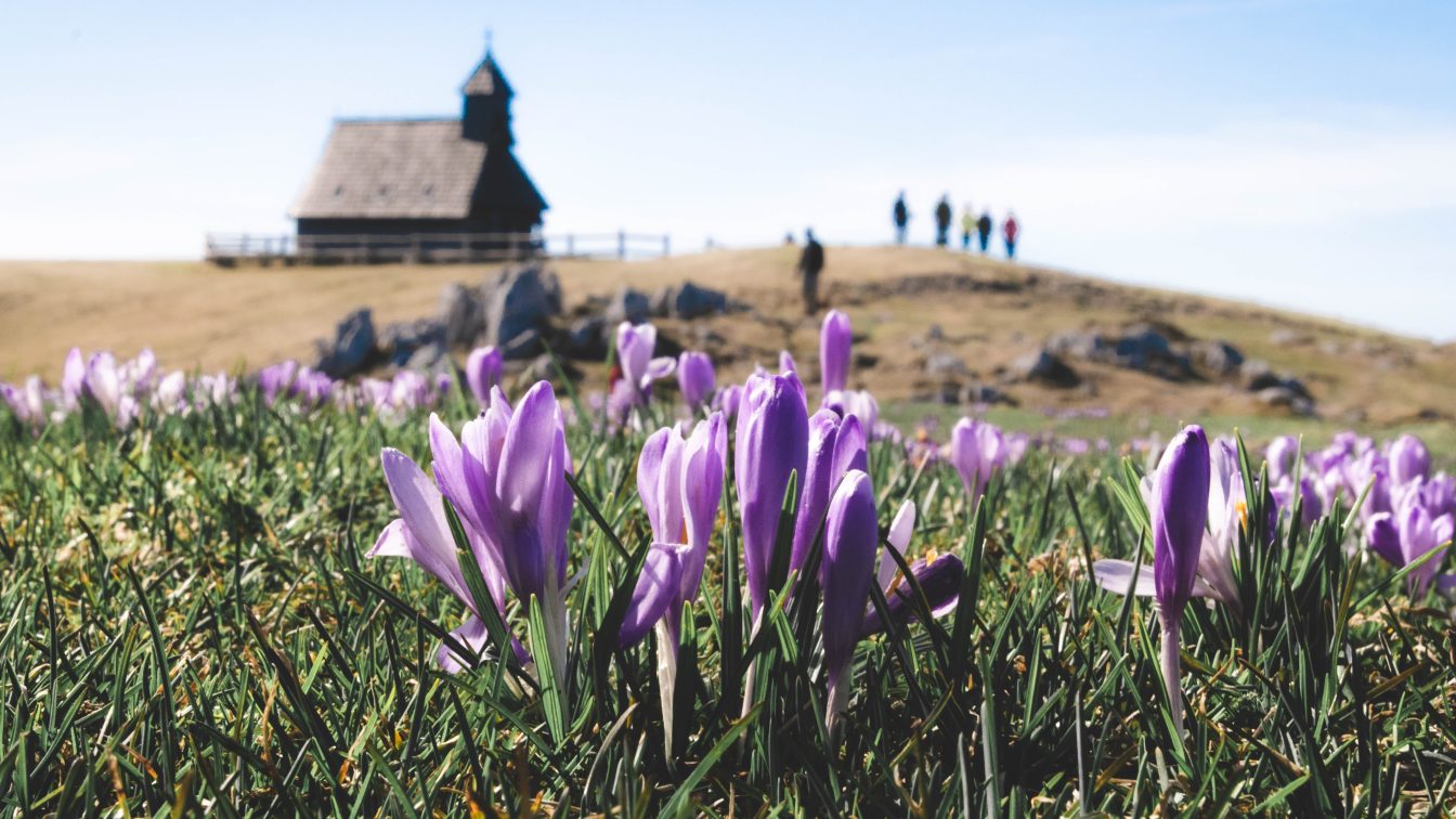 (c) Dominik Rešek | Unsplash Krokusblüte in Slowenien auf der Velika Planina