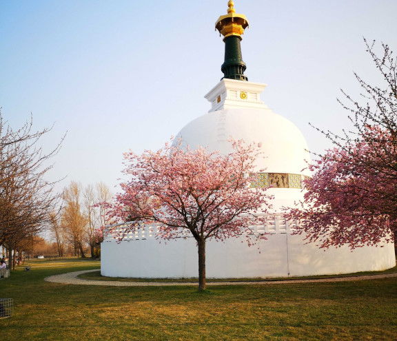 Kirschblüte Wien