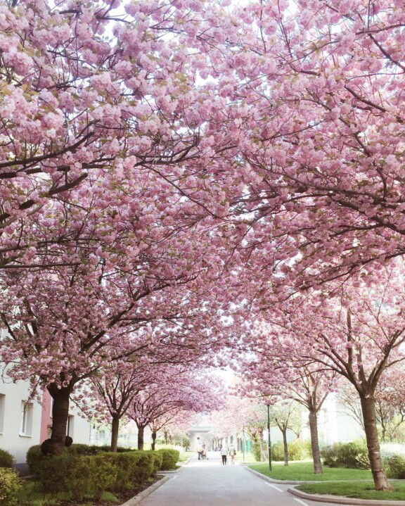 Kirschblüte Hainburger Weg