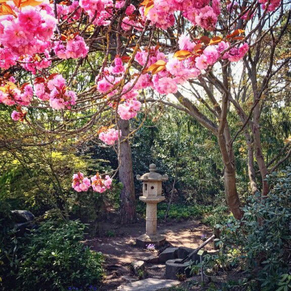 Kurpark Oberlaa Kirschblüte