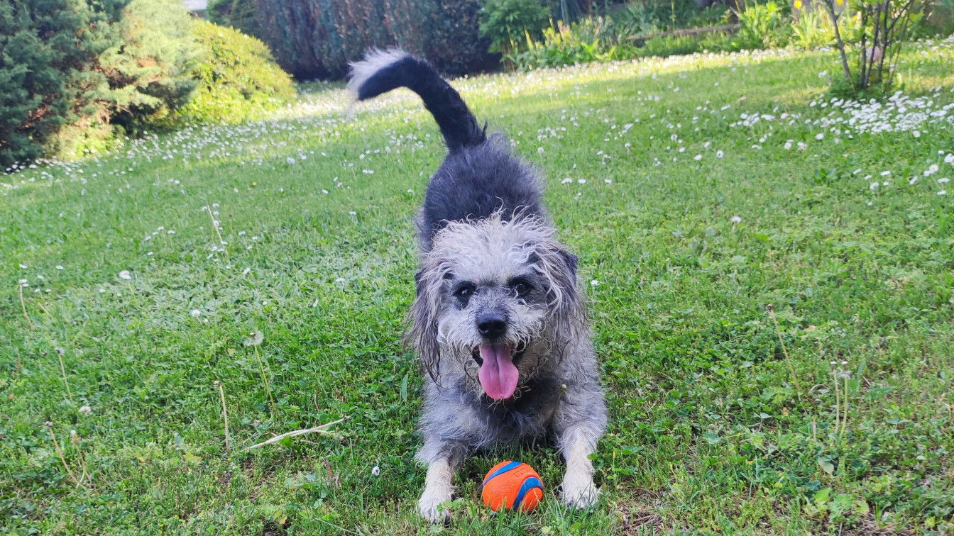 (c) Viktoria Klimpfinger | 1000things Hund Wien