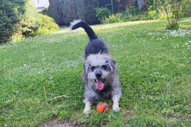 Hund Wien