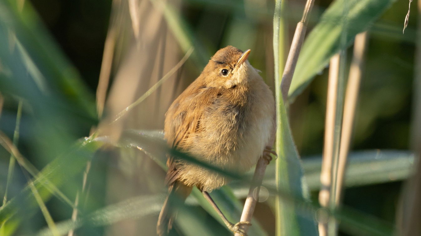 https://pixabay.com/de/photos/teichrohrs%c3%a4nger-vogel-schilf-see-3563642/ Schimpfen wie ein Rohrspatz