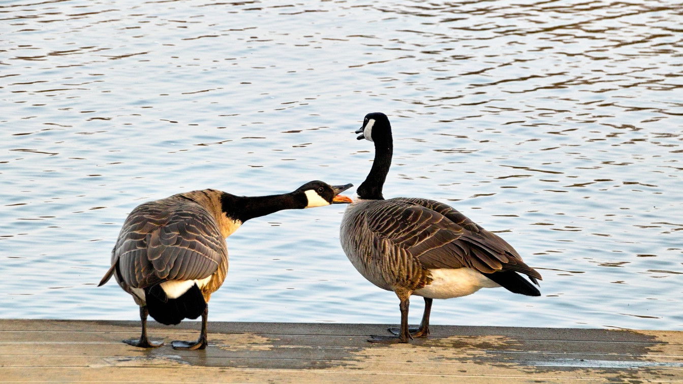 (c) Pixabay
Wildgänse