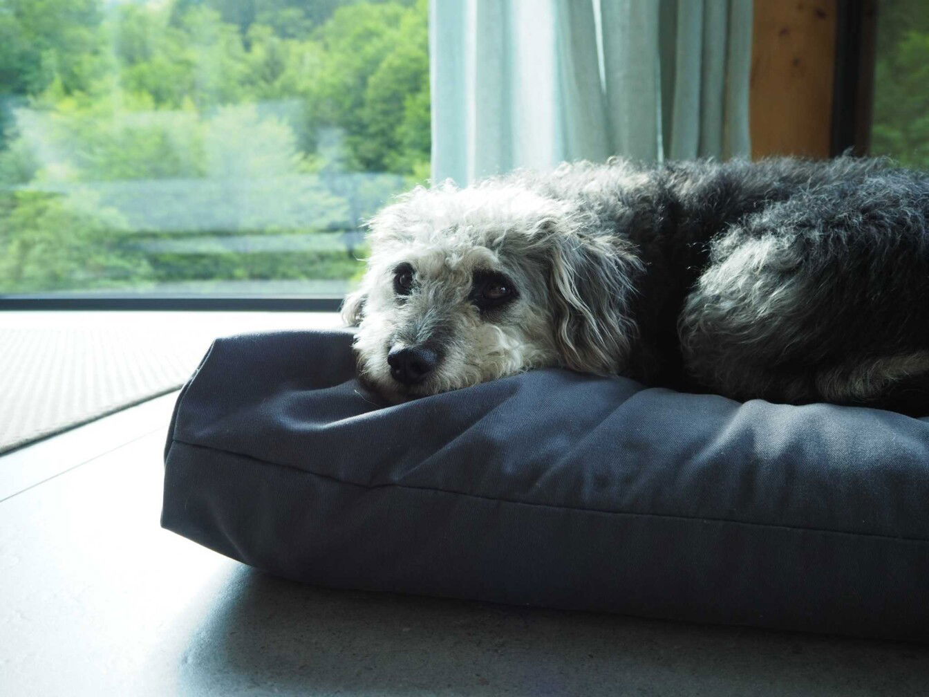 Hotels Hunde Österreich