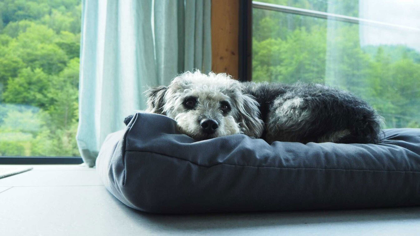 (c) Viktoria Klimpfinger | 1000things Hotels Hunde Österreich