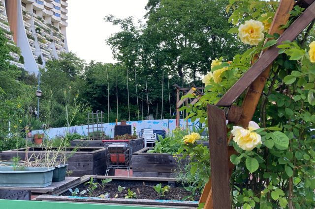 eine Urban Gardening Fläche mit Beeten und Pflanzen in Alterlaa in Wien