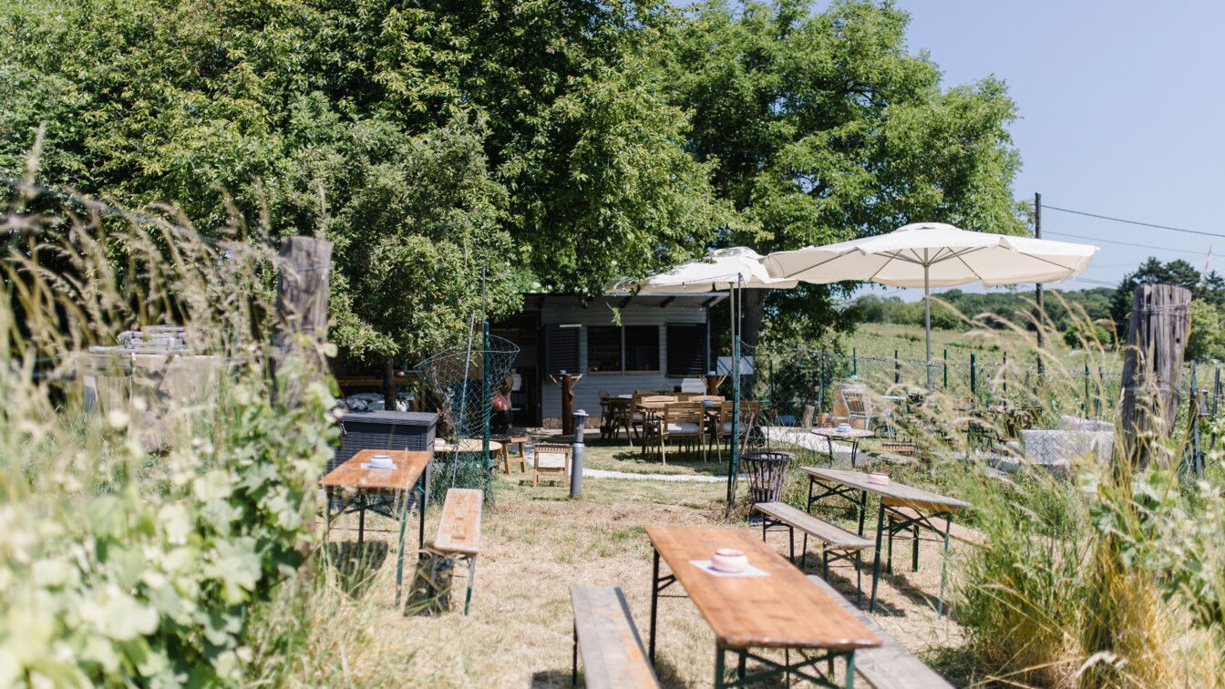 (c) KKhoss DER WEINGARTEN Stammersdorf Weinberg
