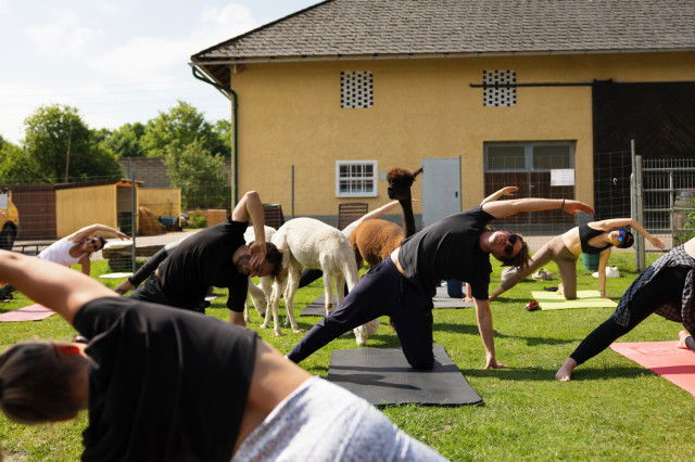 Alpaka Yoga bei Schlierwandalpakas