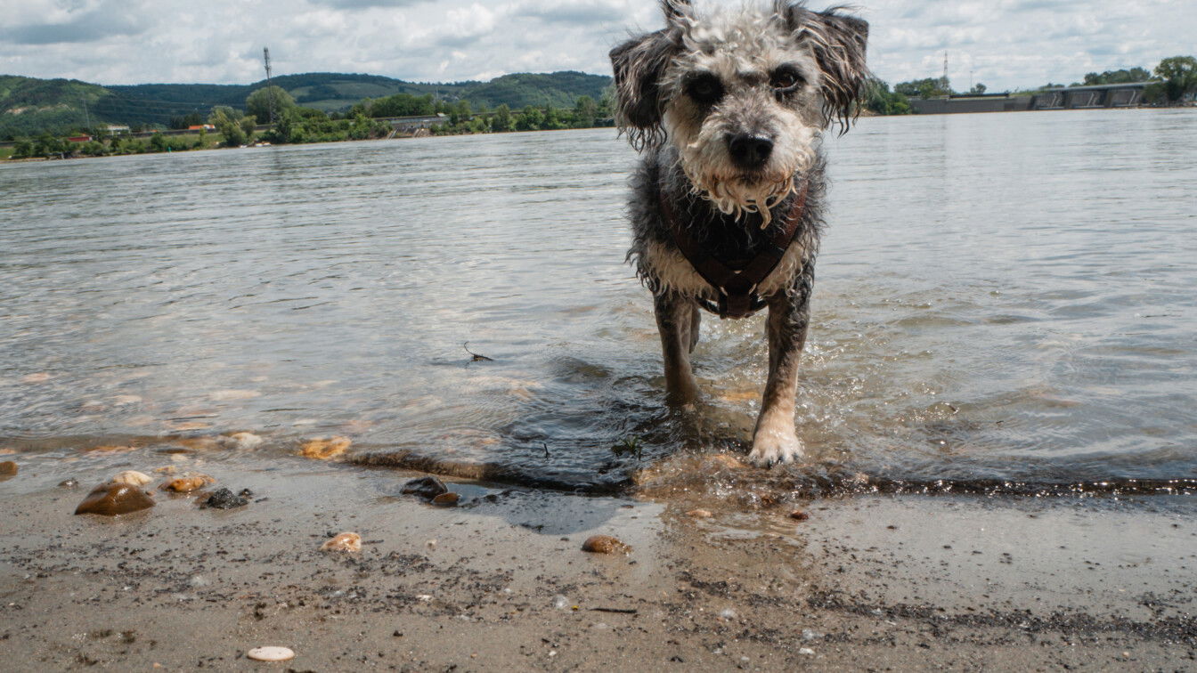 (c) Viktoria Klimpfinger | 1000things Badeplätze Hunde