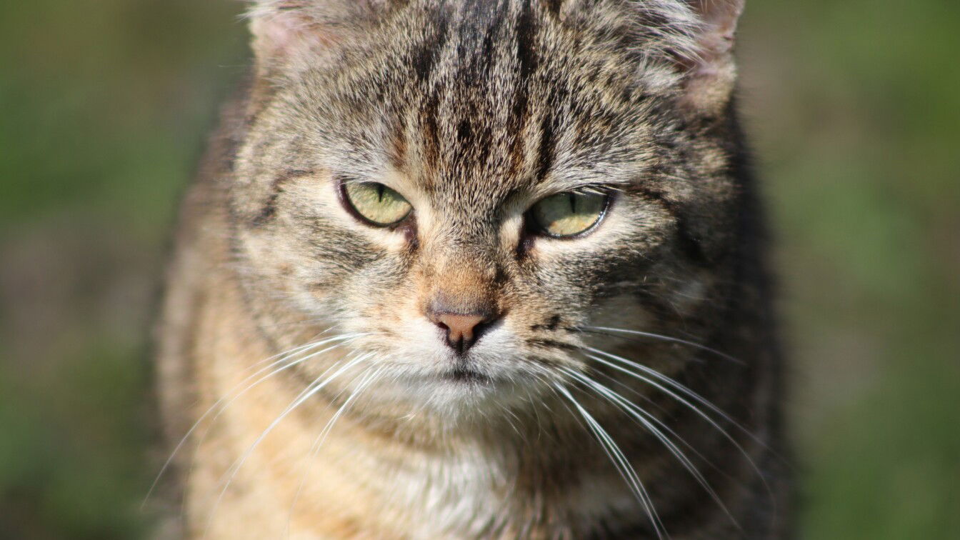 Katze