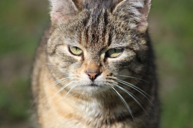 Katze