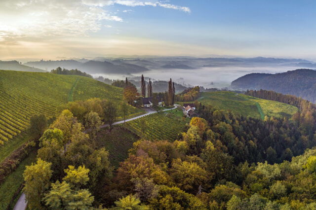 Weingarten in der Südsteiermark bei Heimschuh