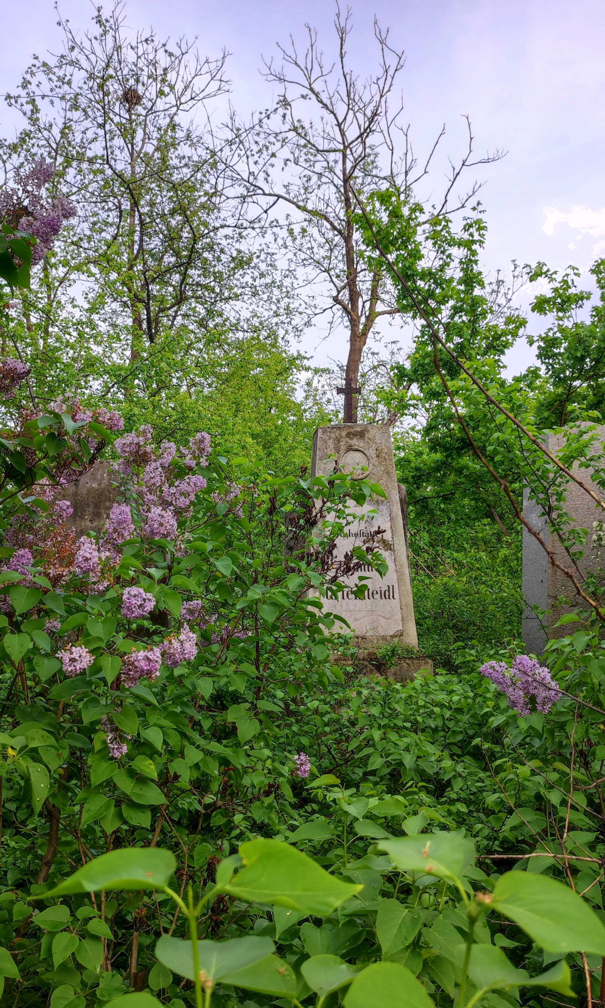 Flieder Friedhof St. Marx