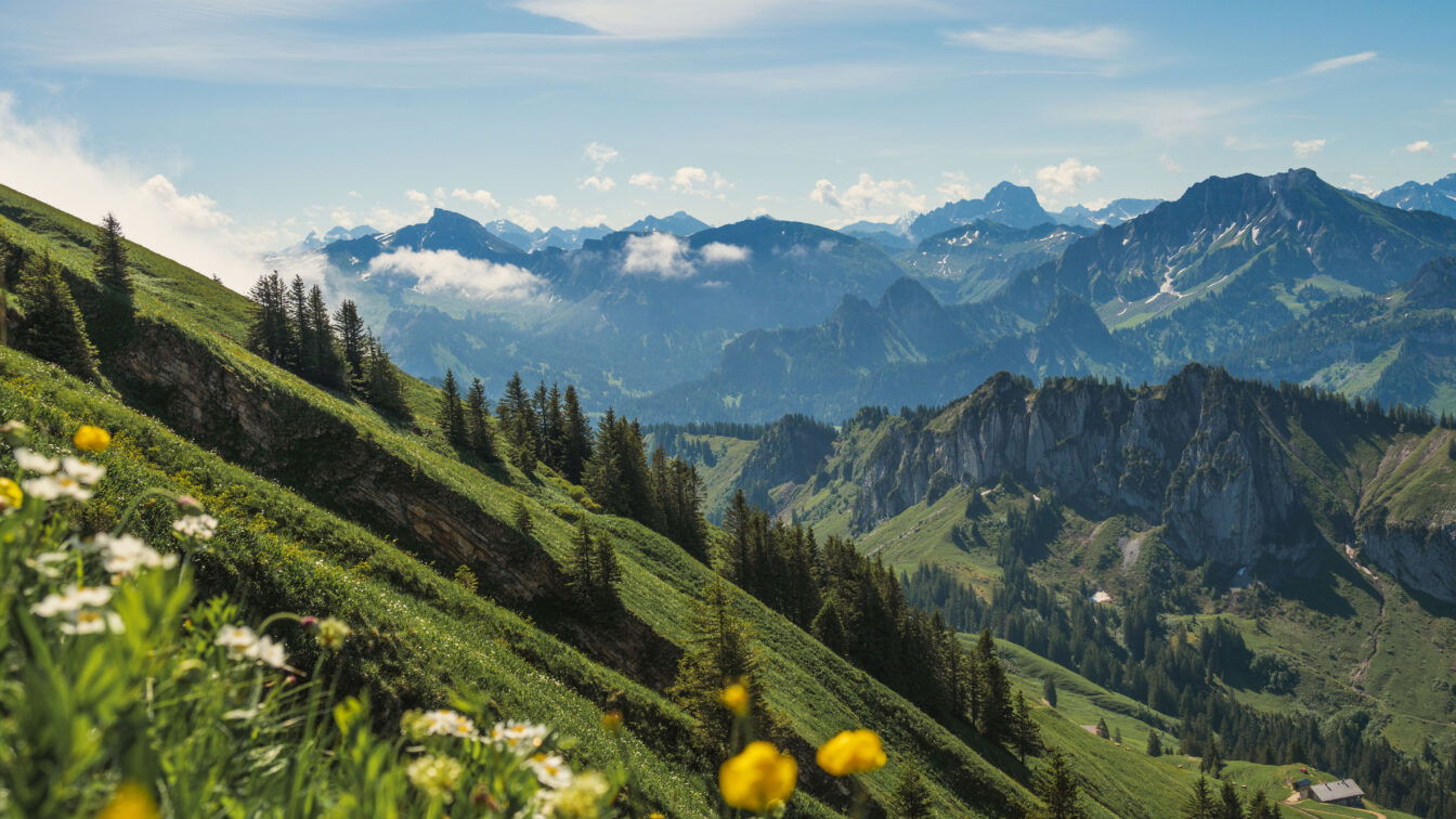 (c) Michael Meusburger | Bezau Tourismus Eine malerische Alpenlandschaft mit grünen Wiesen, blühenden Wildblumen im Vordergrund und einer imposanten Bergkette im Hintergrund. Die sanften Hügel sind mit dichten Nadelwäldern durchzogen, während sich schroffe Felsen und Gipfel in die Ferne erstrecken. Ein kleines Gebäude ist in einem Tal sichtbar. Der Himmel ist blau mit vereinzelten weißen Wolken, die über den Bergen schweben.